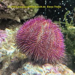 was ist das thumbnail