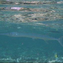 was ist das thumbnail