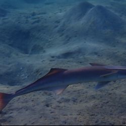 was ist das thumbnail