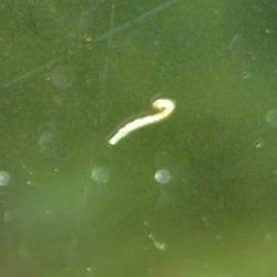 was ist das thumbnail