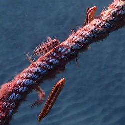 was ist das thumbnail