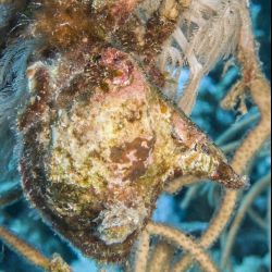 was ist das thumbnail