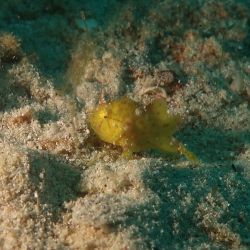 was ist das thumbnail