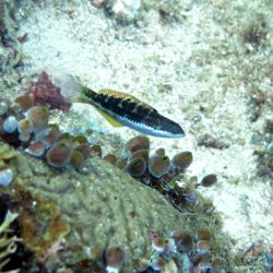 was ist das thumbnail