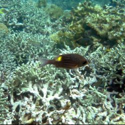 was ist das thumbnail