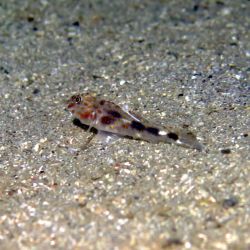 was ist das thumbnail