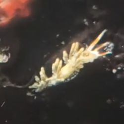 was ist das thumbnail