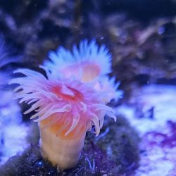 was ist das thumbnail