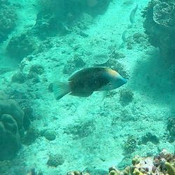 was ist das thumbnail