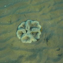 was ist das thumbnail