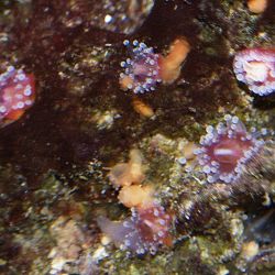 was ist das thumbnail