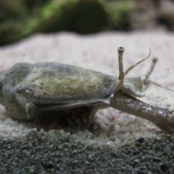 was ist das thumbnail