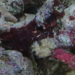 was ist das thumbnail