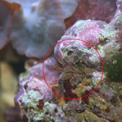 was ist das thumbnail