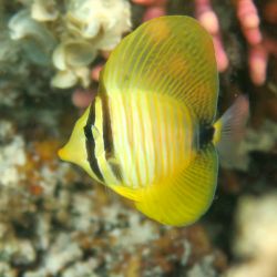 was ist das thumbnail