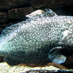 was ist das thumbnail