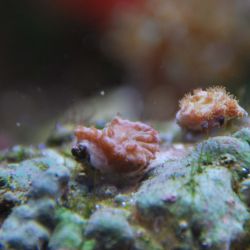 was ist das thumbnail