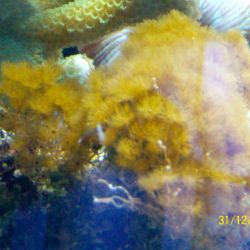 was ist das thumbnail