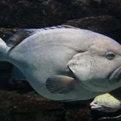 was ist das thumbnail