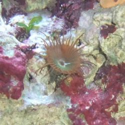 was ist das thumbnail