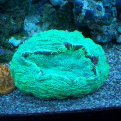 was ist das thumbnail