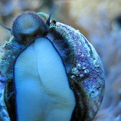 was ist das thumbnail