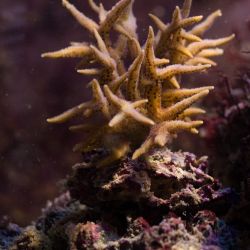 was ist das thumbnail