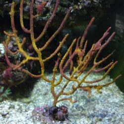 was ist das thumbnail