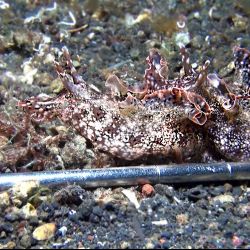 was ist das thumbnail