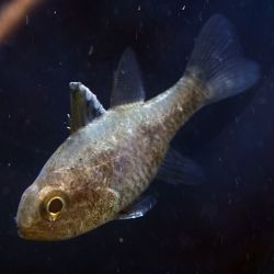 was ist das thumbnail