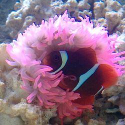 was ist das thumbnail