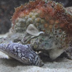 was ist das thumbnail