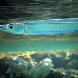 was ist das thumbnail