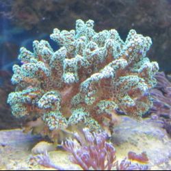 was ist das thumbnail