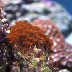 was ist das thumbnail