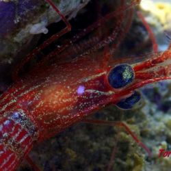 was ist das thumbnail