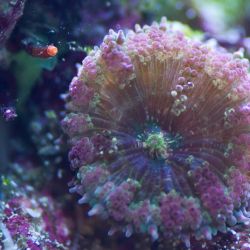 was ist das thumbnail