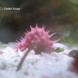 was ist das thumbnail