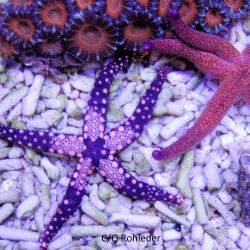 was ist das thumbnail