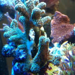 was ist das thumbnail