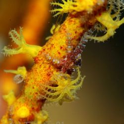 was ist das thumbnail