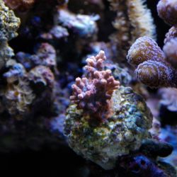 was ist das thumbnail