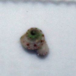 was ist das thumbnail