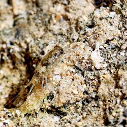 was ist das thumbnail