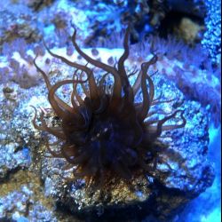 was ist das thumbnail