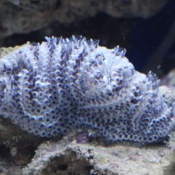 was ist das thumbnail