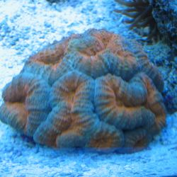 was ist das thumbnail