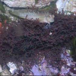 was ist das thumbnail