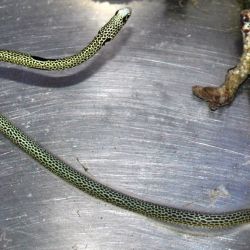 was ist das thumbnail