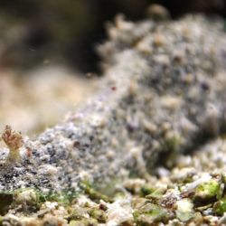 was ist das thumbnail